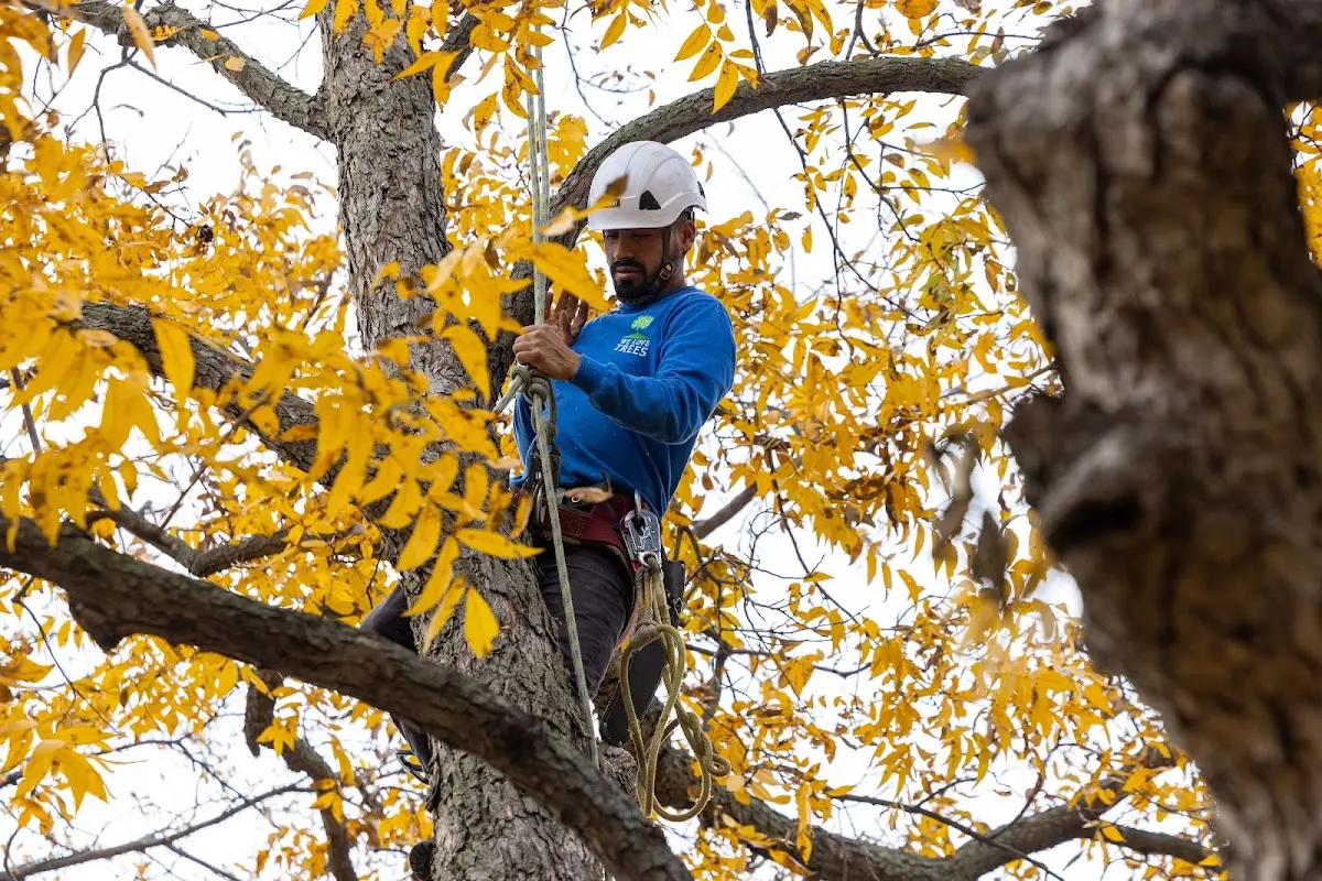 Skilled Tree Planting crew working in Jeffersonville